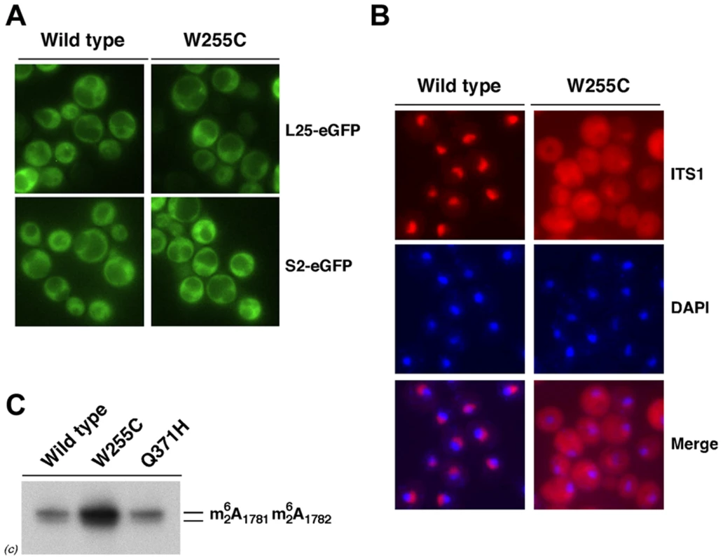The 20S pre-rRNA accumulates in the cytoplasm of <i>rpl3</i>[W255C] cells.