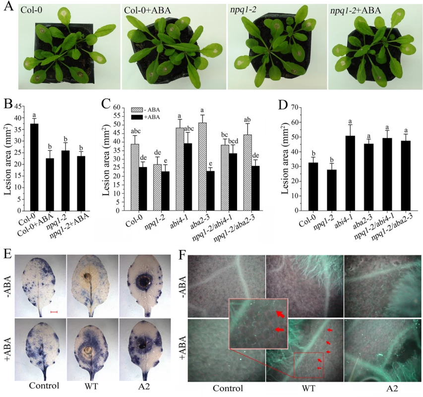 Efficiency of ABA in inducing plant resistance against <i>Sclerotinia</i>.