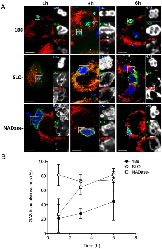 SLO and NADase inhibit lysosomal fusion to GAS-containing autophagosomes in oropharyngeal keratinocytes.