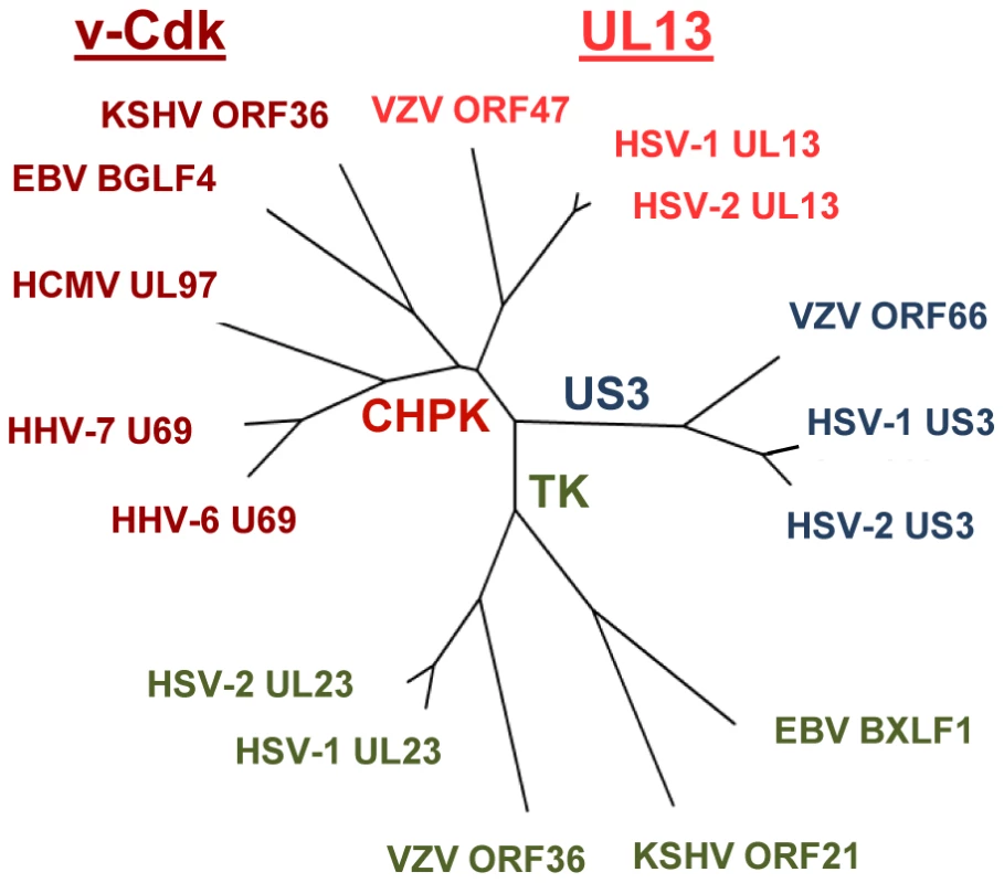 Tree diagram of the human herpesvirus kinases.