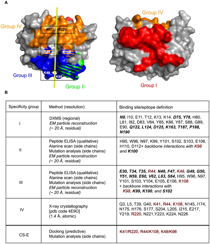 Summary of D8 murine epitome and CS-E binding site.