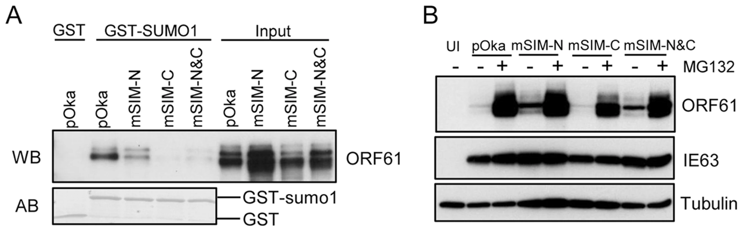 ORF61 SIMs are essential for the SUMO-binding capacity of ORF61 expressed in VZV-infected cells.