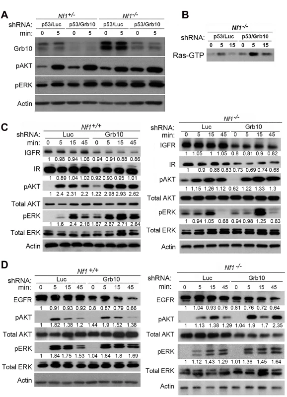 <i>Grb10</i> silencing in MEFs increases Ras signaling.