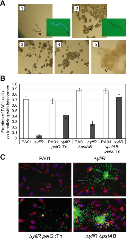 YfiN-mediated SCVs resist nematode predation and phagocytosis.