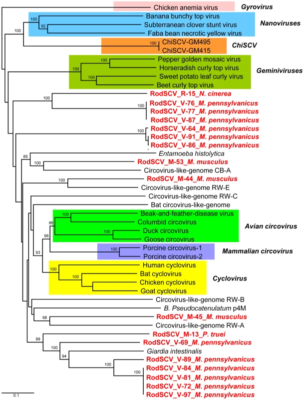 Phylogenetic analysis of Rep proteins of RodSCV and single stranded circular viral genomes.