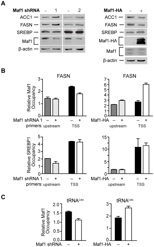 Maf1 occupies the FASN promoter to repress lipogenic gene expression.