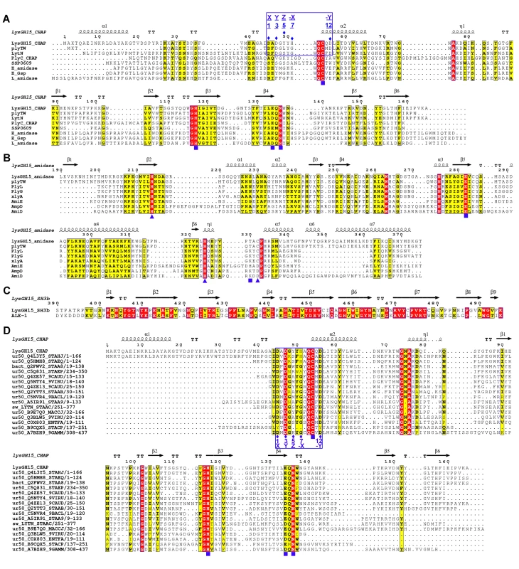 Sequence alignment of the three individual LysGH15 domains and homologous proteins.