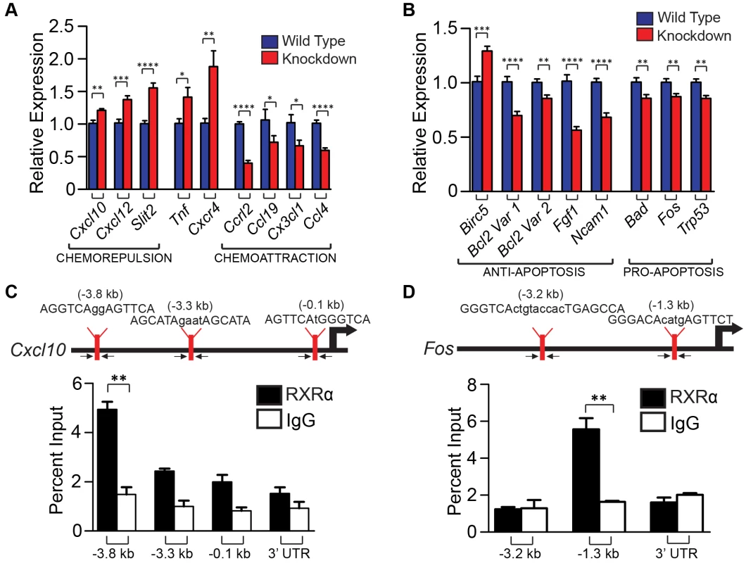 Ablation of RXR α and β in melanocytes results in altered expression of several chemokines post-UVR, as well as pro- and anti- apoptotic genes, some of which may be direct binding targets of RXRα.