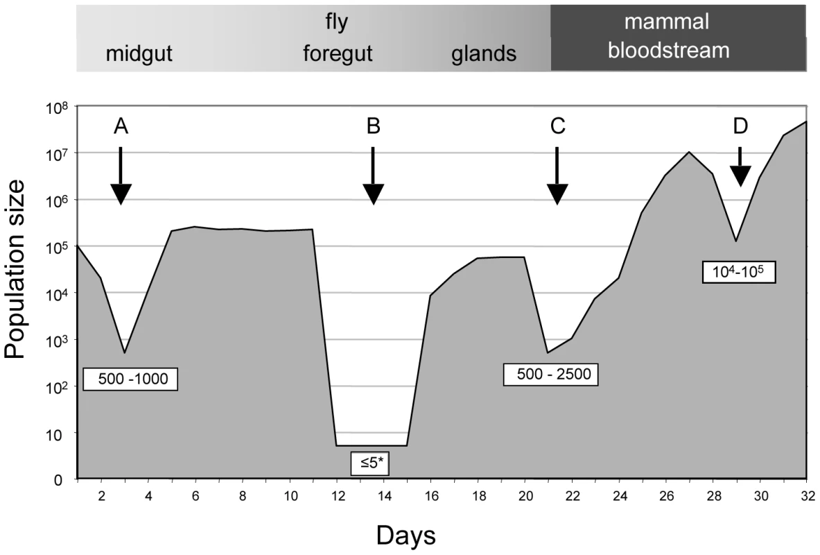 Population size through the life cycle of <i>T. brucei</i> based on data from this study.