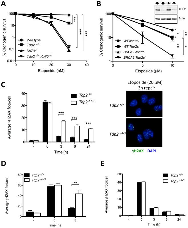 TDP2 promotes repair of TOP2-induced DSBs by NHEJ.