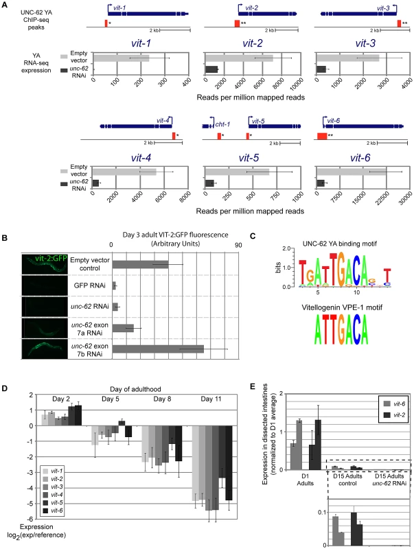 UNC-62 binds to and activates expression of all six <i>C. elegans</i> yolk protein genes.