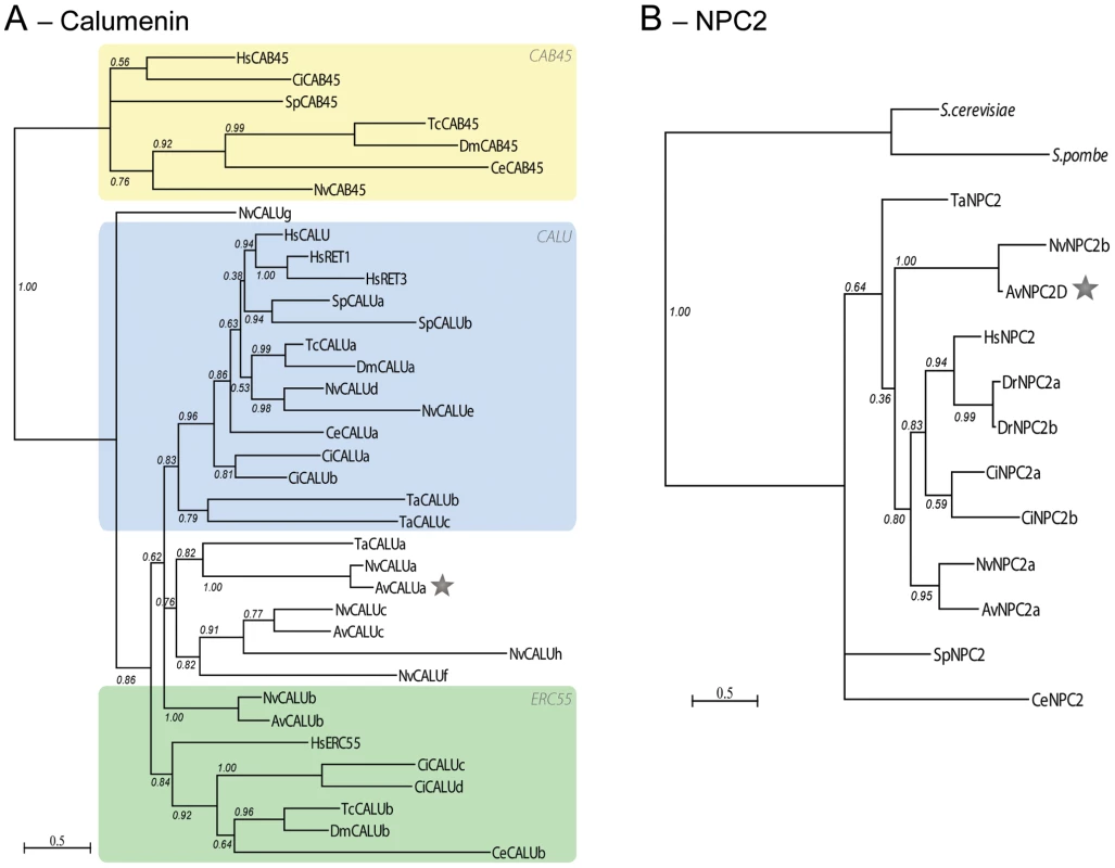 Gene duplication of NPC2 and Calumenin in anthozoans.