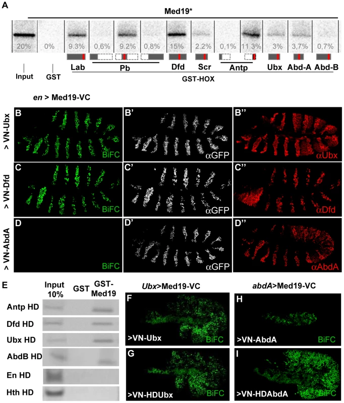 Hox proteins bind Med19 through their homeodomains <i>in vitro</i> and <i>in vivo</i>.