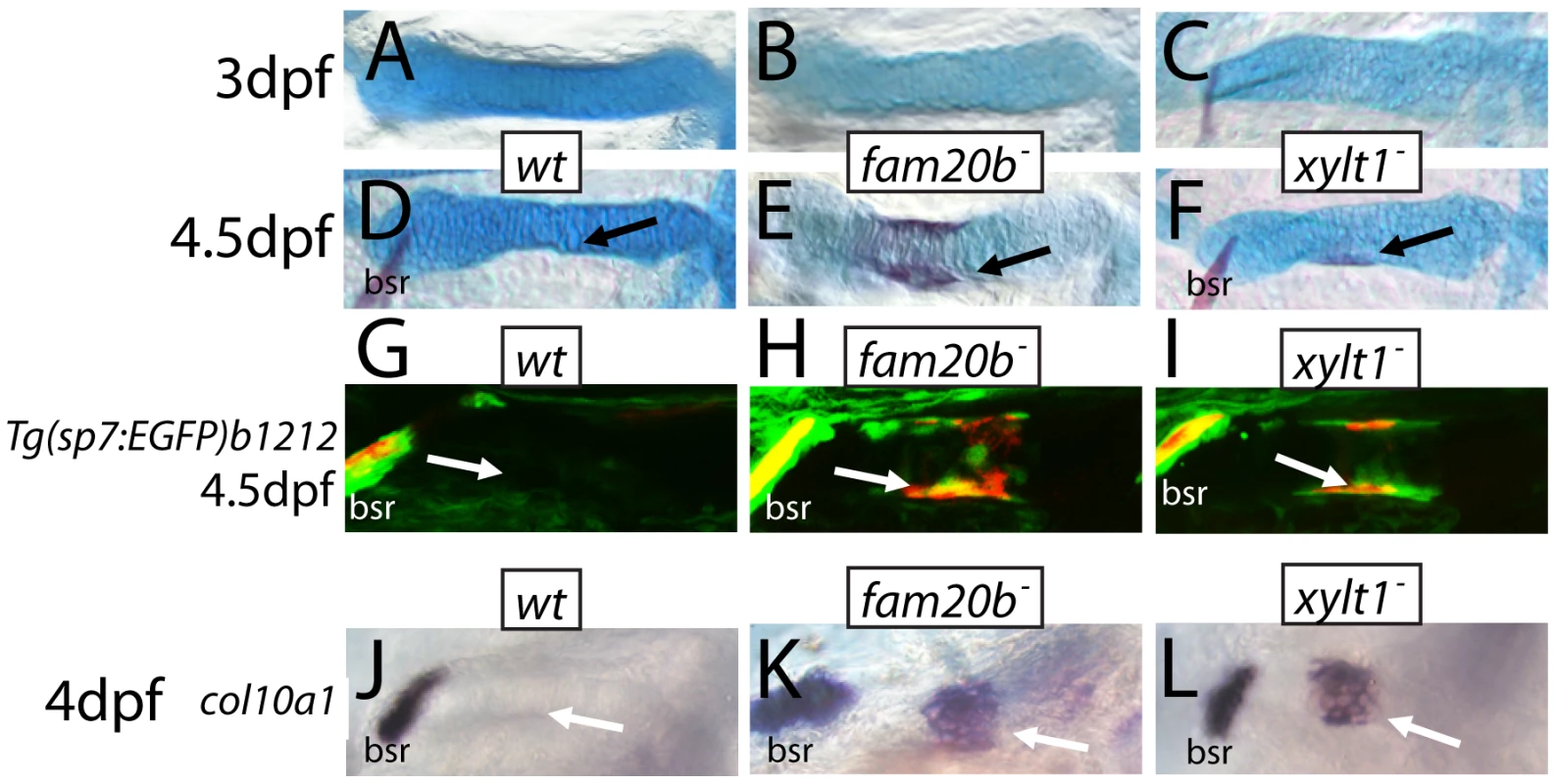 Precocious bone formation and osteoblast differentiation in perichondria of <i>fam20b</i> and <i>xylt1</i> mutants.