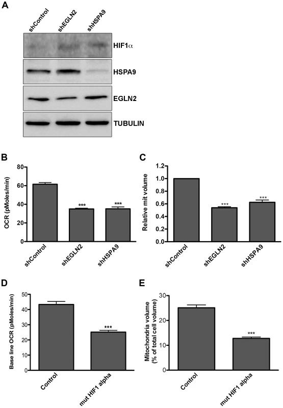 Down regulation of EGLN2 and HSPA9 phenocopies miRNA cluster expression.