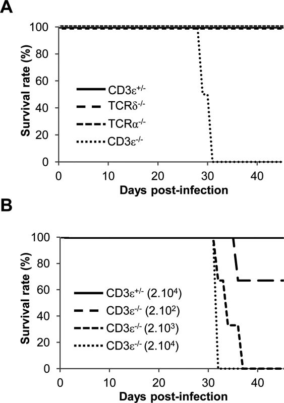 γδ T cells prevent mice from MCMV-induced mortality.