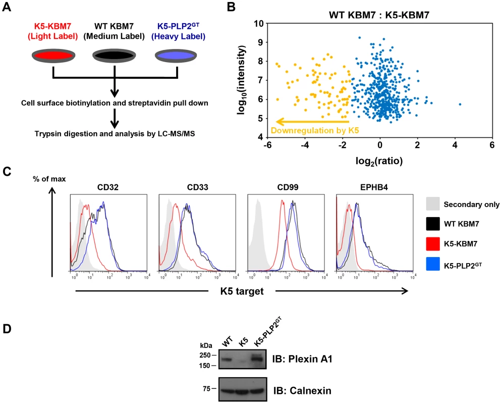 PLP2 is required for the downregulation of novel K5 targets.