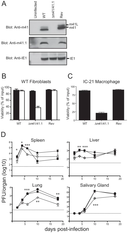 Mutation of the m41 ORF inhibits viral replication.