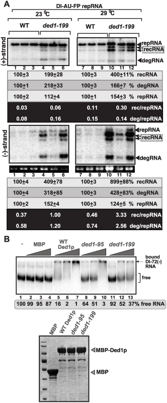 Increased level of TBSV minus-strand synthesis on recRNAs and degRNAs in yeast expressing ded1–199<sup>ts</sup> mutant.