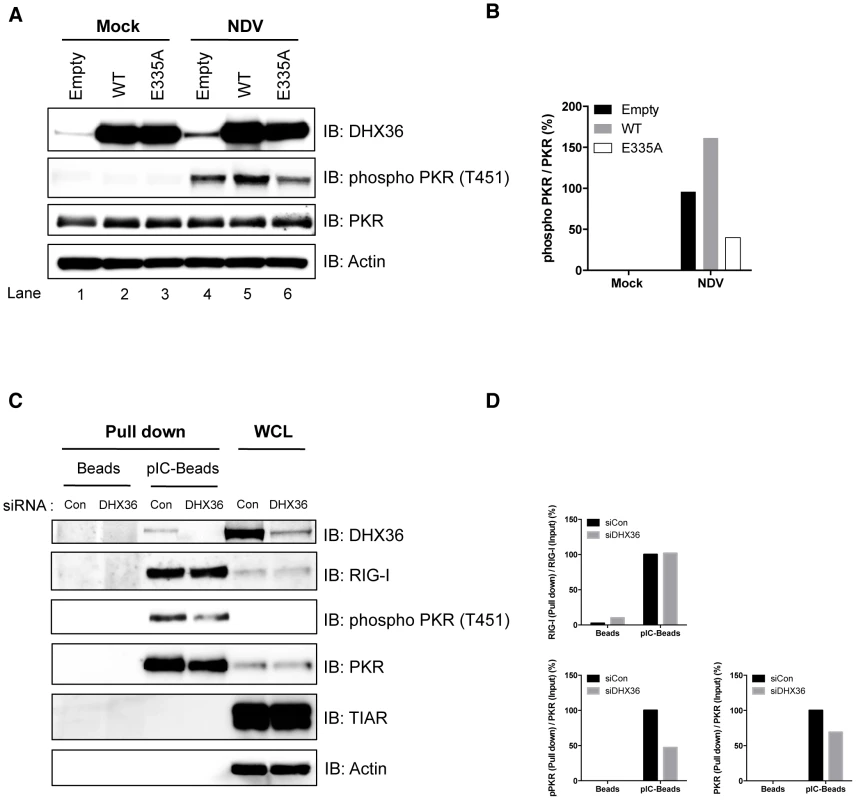 DHX36 facilitates PKR activation through its helicase/ATPase activity.