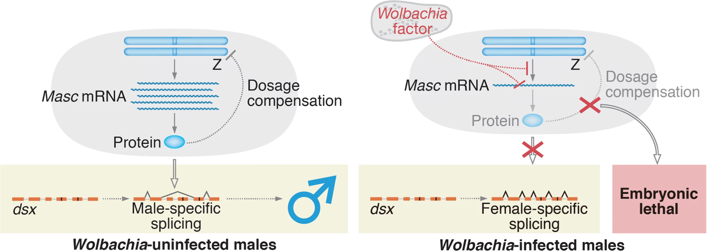 A proposed model for <i>Wolbachia</i>-induced male-killing in <i>Ostrinia</i>.