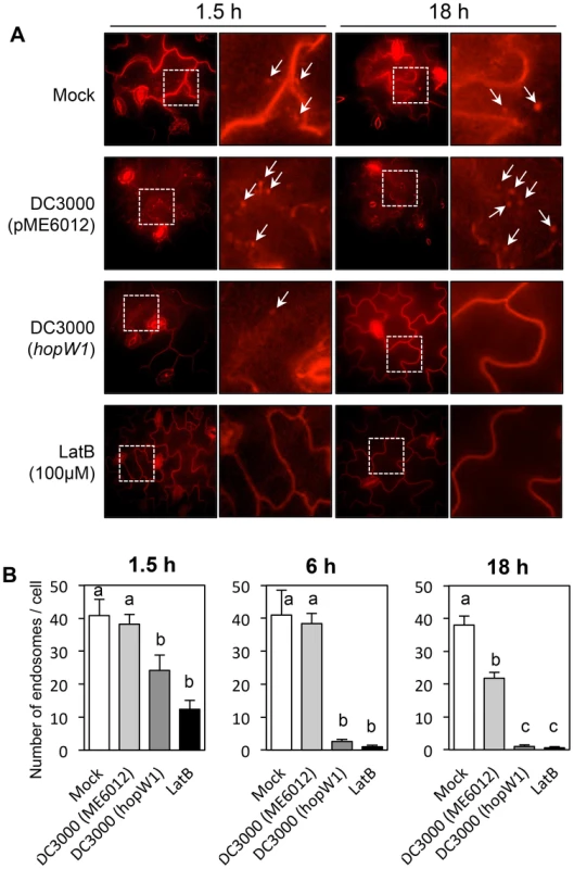 <i>Pto</i>DC3000/HopW1 infection inhibits endocytosis.