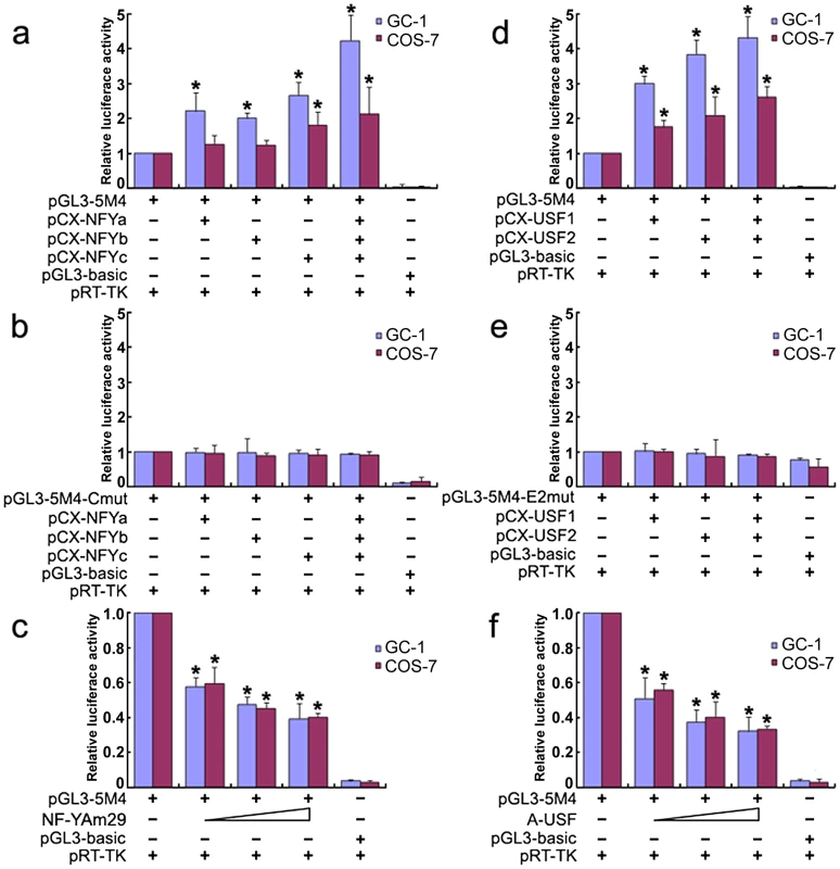 Over-expression of NF-Y or USF increases <i>Miwi</i>-luciferase activity.