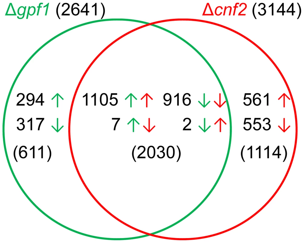 Comparison of differentially expressed genes between Δ<i>gpf1</i> and Δ<i>cnf2</i>.