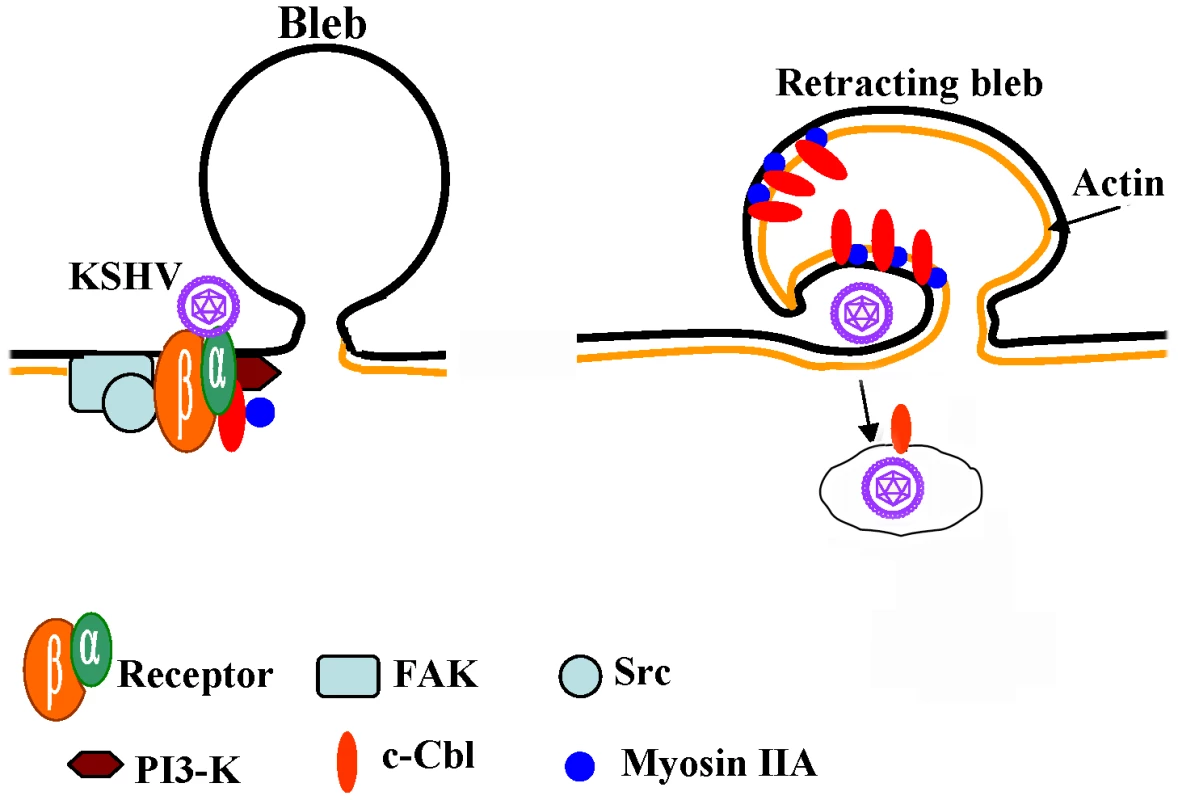 Model depicting the role of c-Cbl and myosin IIA interaction during blebbing and macropinocytosis of KSHV.