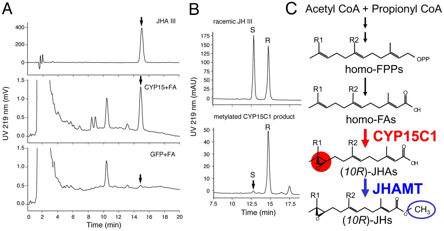 Enzymatic properties of <i>B. mori</i> CYP15C1.