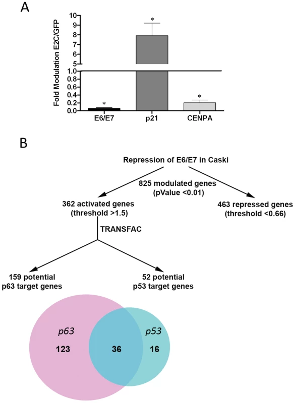 Transcriptome analyses in Caski cells after E2C-induced transcriptional repression of E6 and E7.
