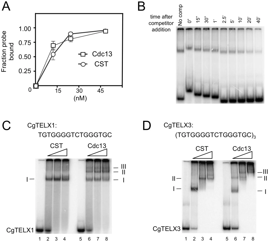 DNA–protein complexes generated by Cdc13 and CST.