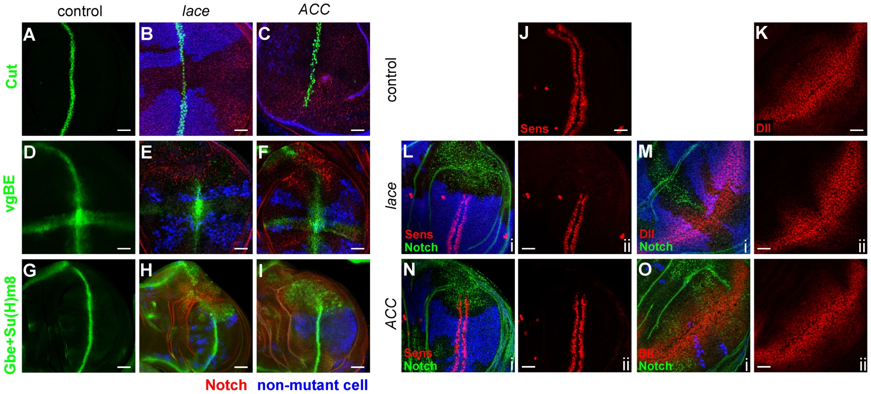Notch and Wingless signaling abnormalities in <i>lace</i> and <i>ACC</i> mutants.