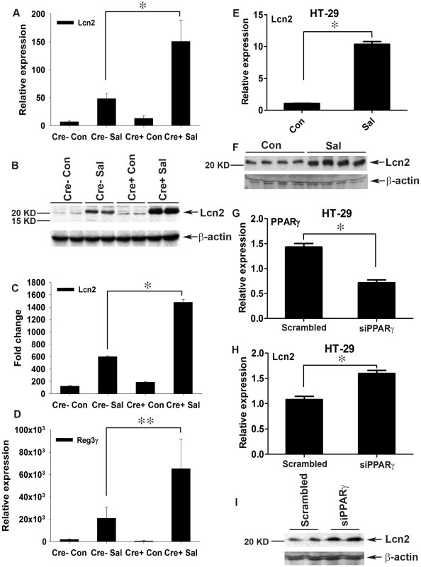 Colonic Lcn2 expression in PPARγVillinCre+ mice increases after <i>S.</i> Typhimurium challenge.