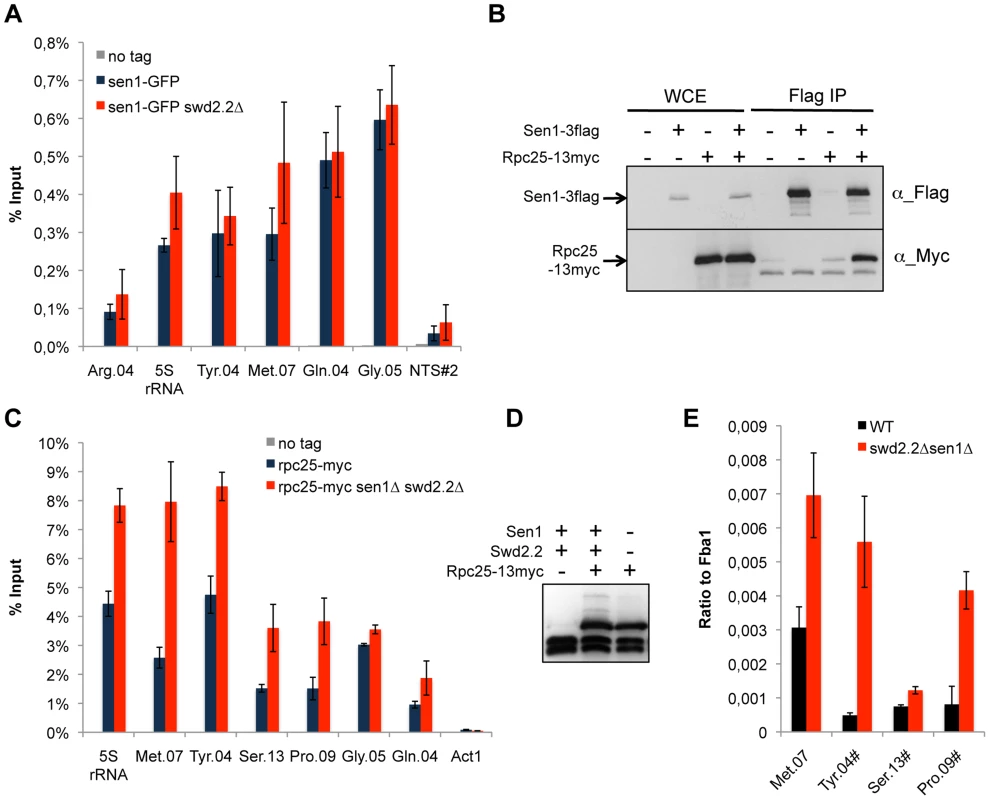 Transcription is enhanced at Pol III-transcribed genes when Swd2.2 and Sen1 are missing.