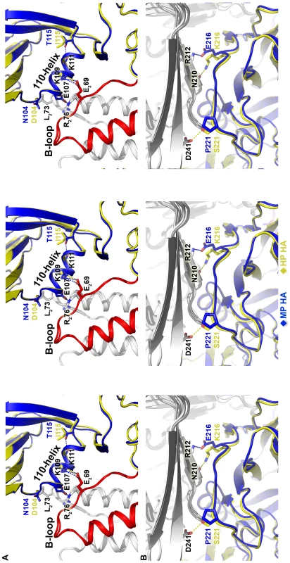 Structures at sites of sequence variation between the MP and HP HA proteins.