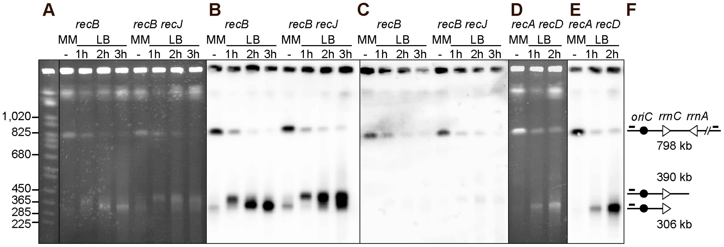 Chromosome breakage in InvA <i>recB</i> and InvA <i>recA recD</i> mutants.