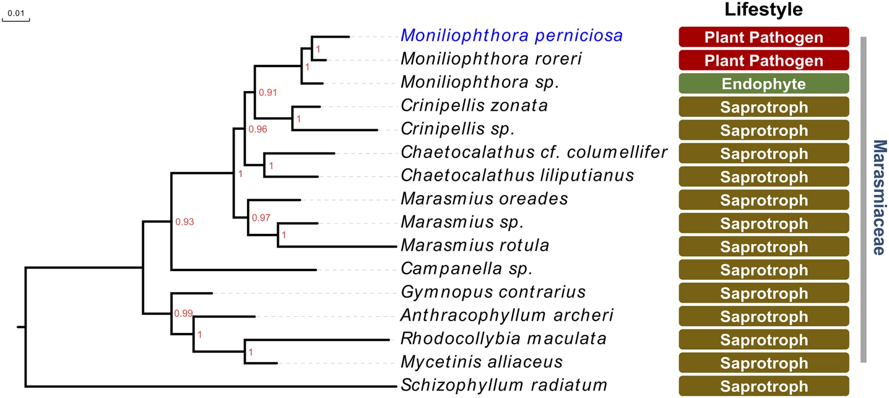 The pathogenic lifestyle of <i>M</i>. <i>perniciosa</i> is an exception within the Marasmiaceae family of basidiomycetes, which is mostly composed of saprotrophic litter and wood-decomposing fungi.