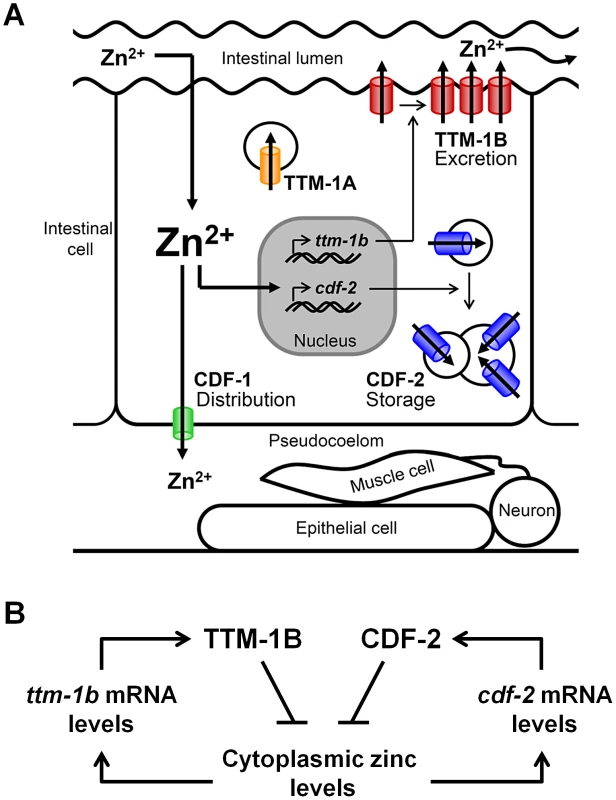 Network of CDF zinc transporters in intestinal cells.