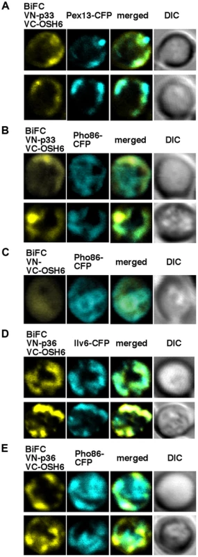 The tombusvirus p33 replication protein interacts with the yeast Osh6p protein in the ER.