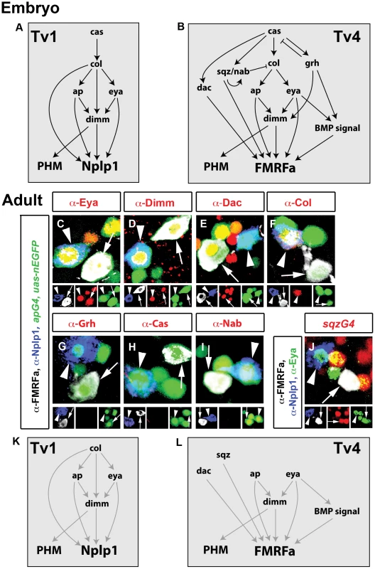 Adult Tv1 and Tv4 neurons maintain Nplp1 and FMRFa and a subset of embryonic transcription factors.