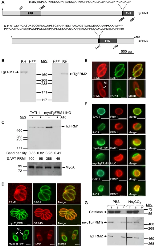 Expression and localization of TgFRM1 and TgFRM2 in tachyzoites.