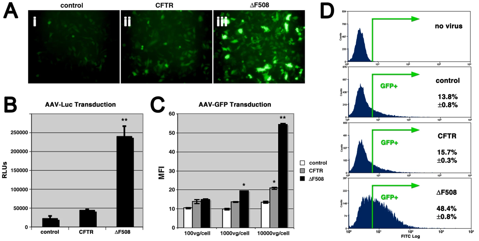 Cells expressing misfolded ΔF508-CFTR are more permissive to AAV infection.