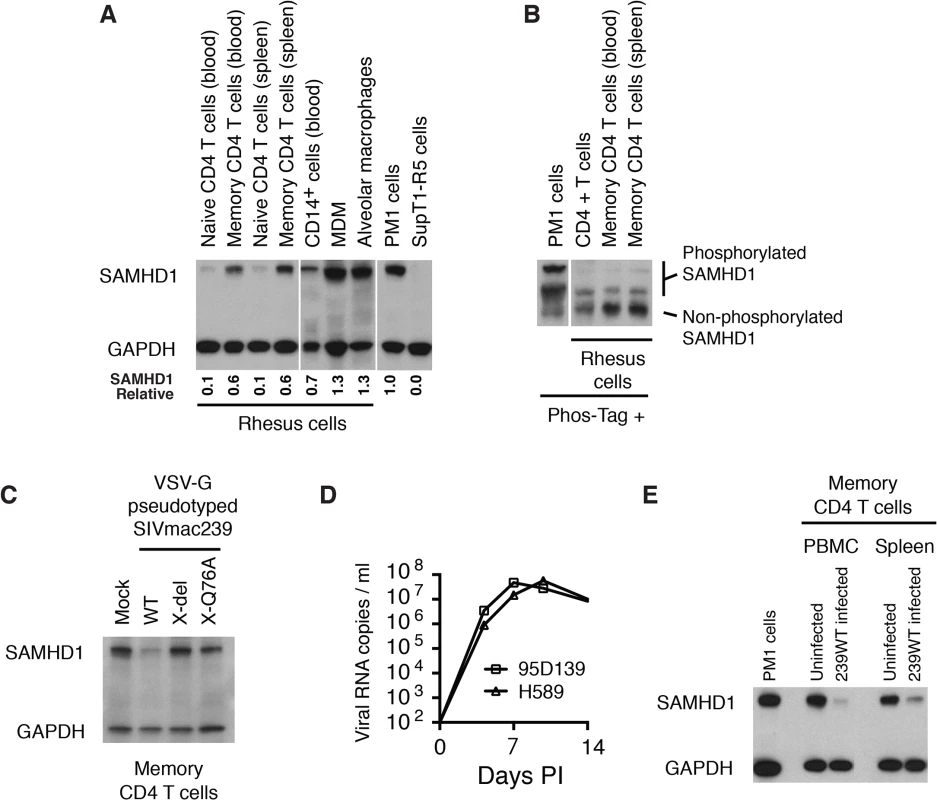 WT SIVmac239 degrades endogenous SAMHD1 in memory CD4<sup>+</sup> T cells during the acute infection of rhesus macaques.
