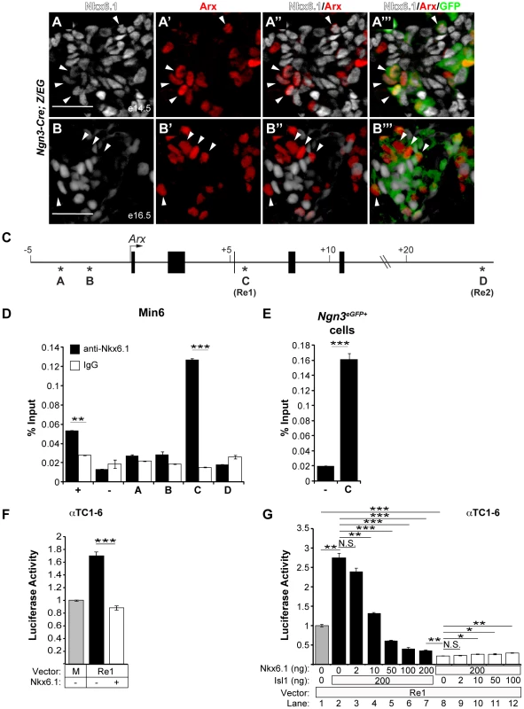 Nkx6.1 and Isl1 function as antagonistic transcriptional regulators of the <i>Arx Re1</i> enhancer.