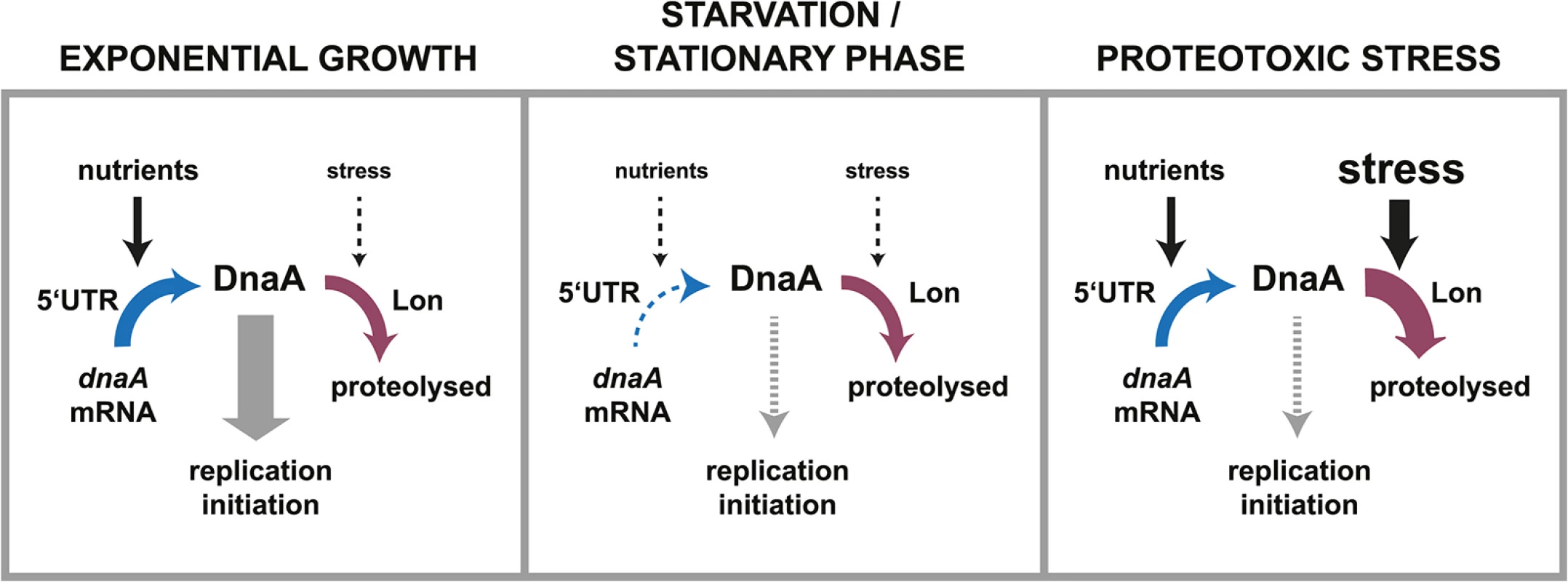 Dynamic control of DnaA abundance and DNA replication in response to environmental inputs.