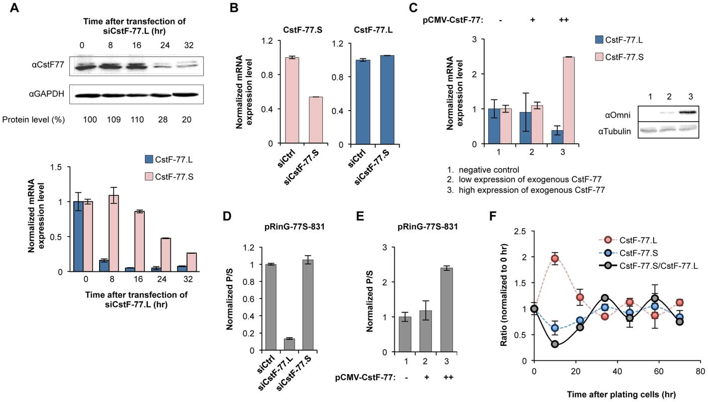 The intronic pA of <i>CSTF3</i> is involved in feedback autoregulation.
