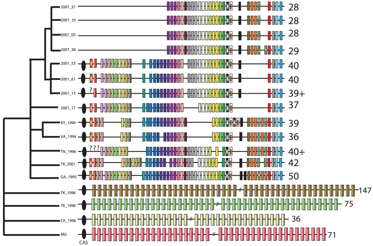 Evolution of the CRISPR locus in <i>Mycoplasma gallisepticum</i> isolates collected from House Finches, chickens, and turkeys.