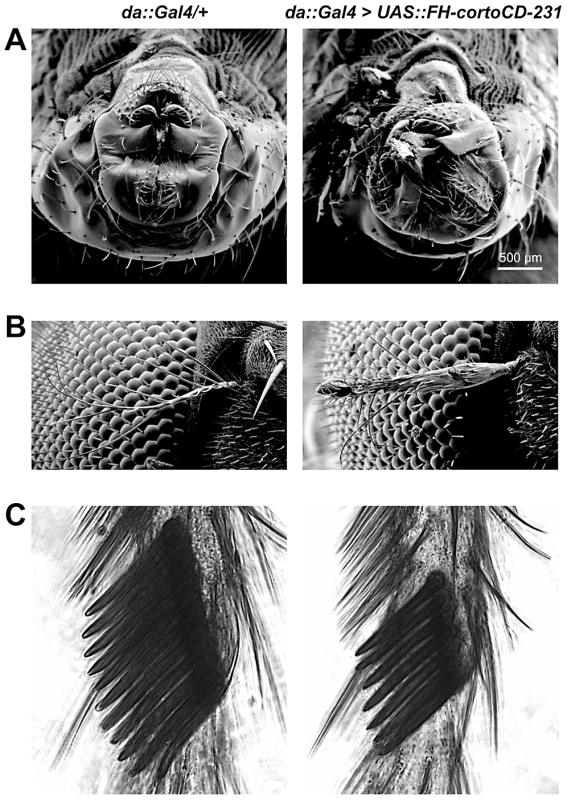 Phenotype of transgenic flies over-expressing <i>cortoCD</i>.