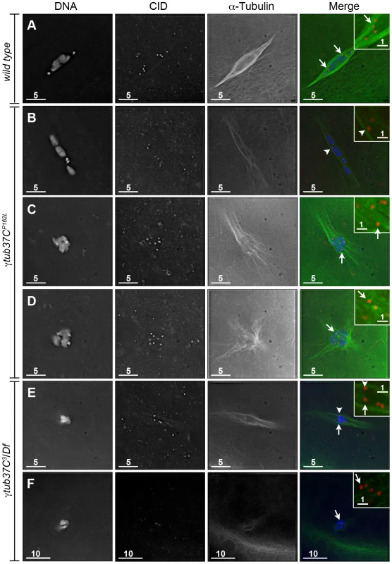 Kinetochores fail to make direct contacts to kinetochore microtubules in <i>γtub37C</i> mutant oocytes.